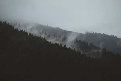 松树的风景照片
